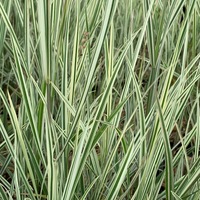 Arrhenatherum elatius bulbosum `Variegatum`